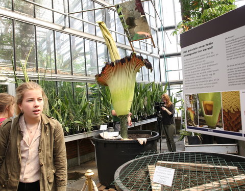 Bloei reuzenaronskelk in Plantentuin