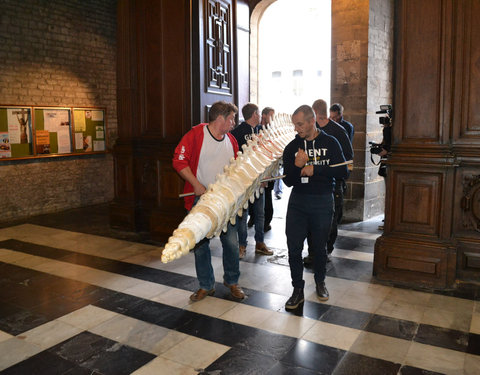 Transport skelet vinvis van faculteit Diergeneeskunde naar Sint-Baafskathedraal in kader van tentoonstelling Out of the Box